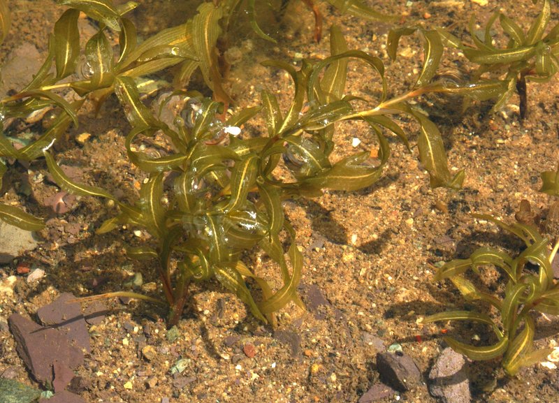 Variableleaf Pondweed photo 4