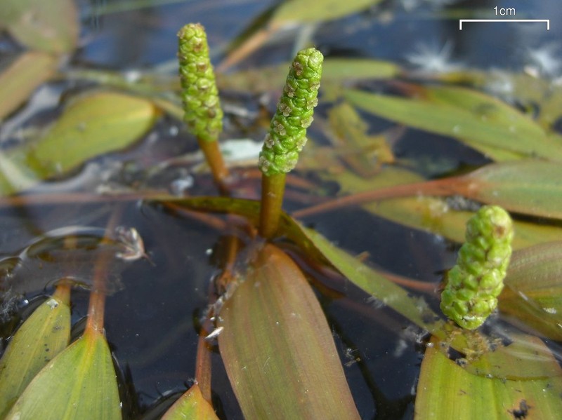 Variableleaf Pondweed