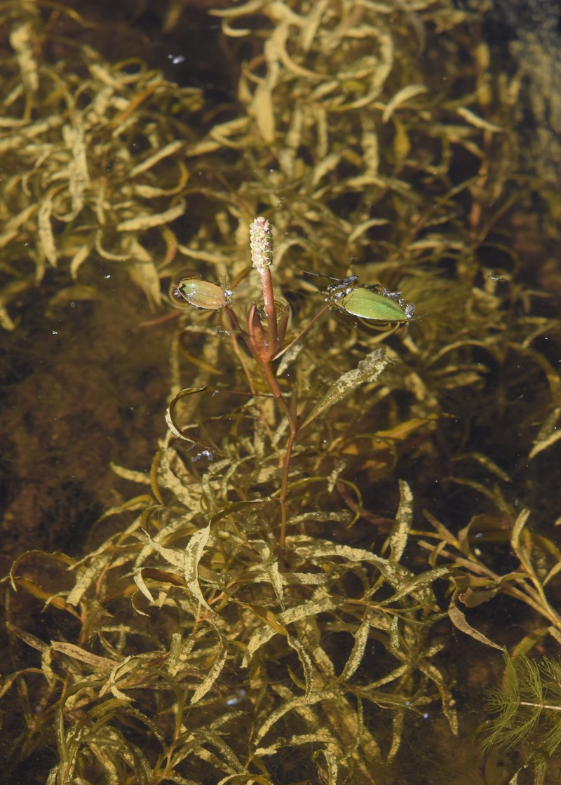 Variableleaf Pondweed photo 2