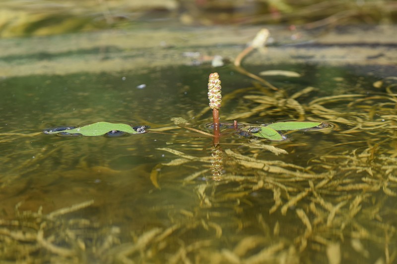 Variableleaf Pondweed photo 3