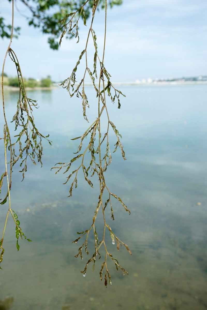 Variableleaf Pondweed photo 4