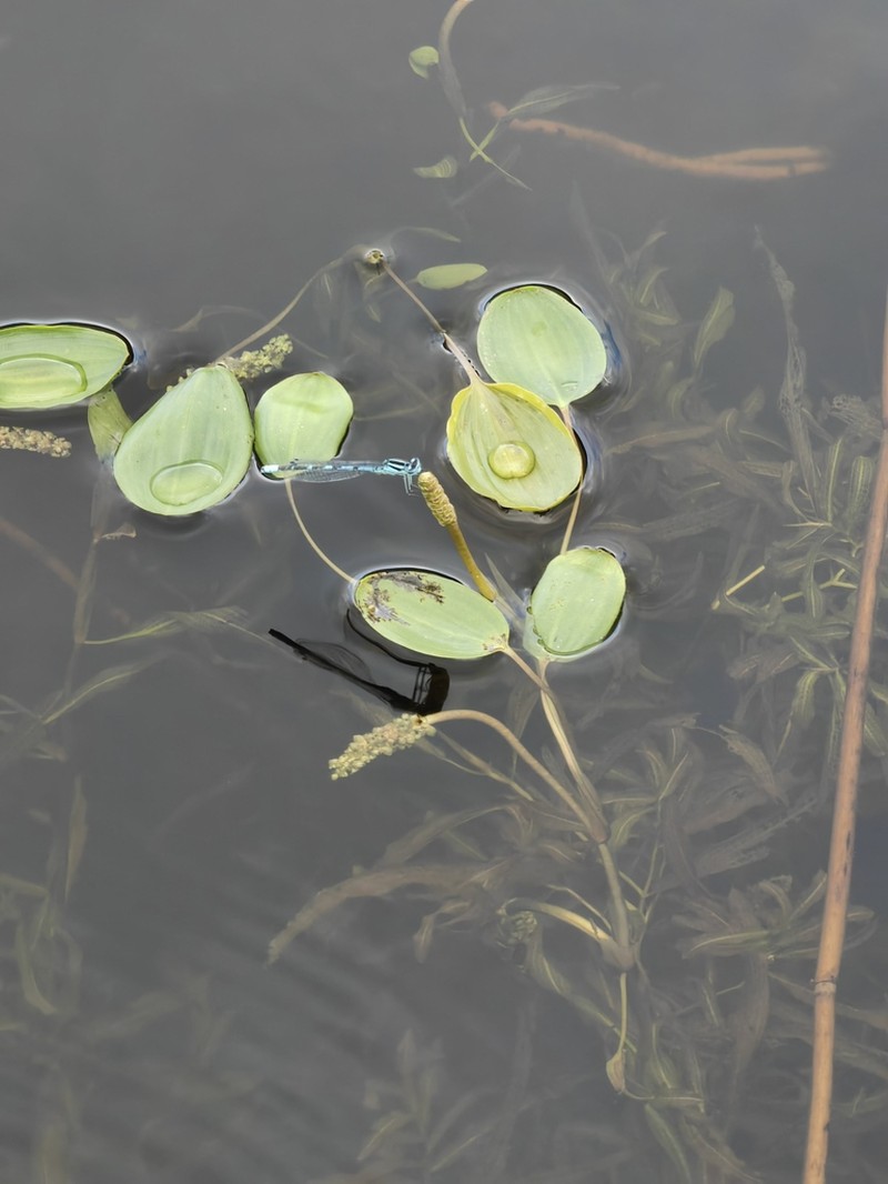 Variableleaf Pondweed photo 5