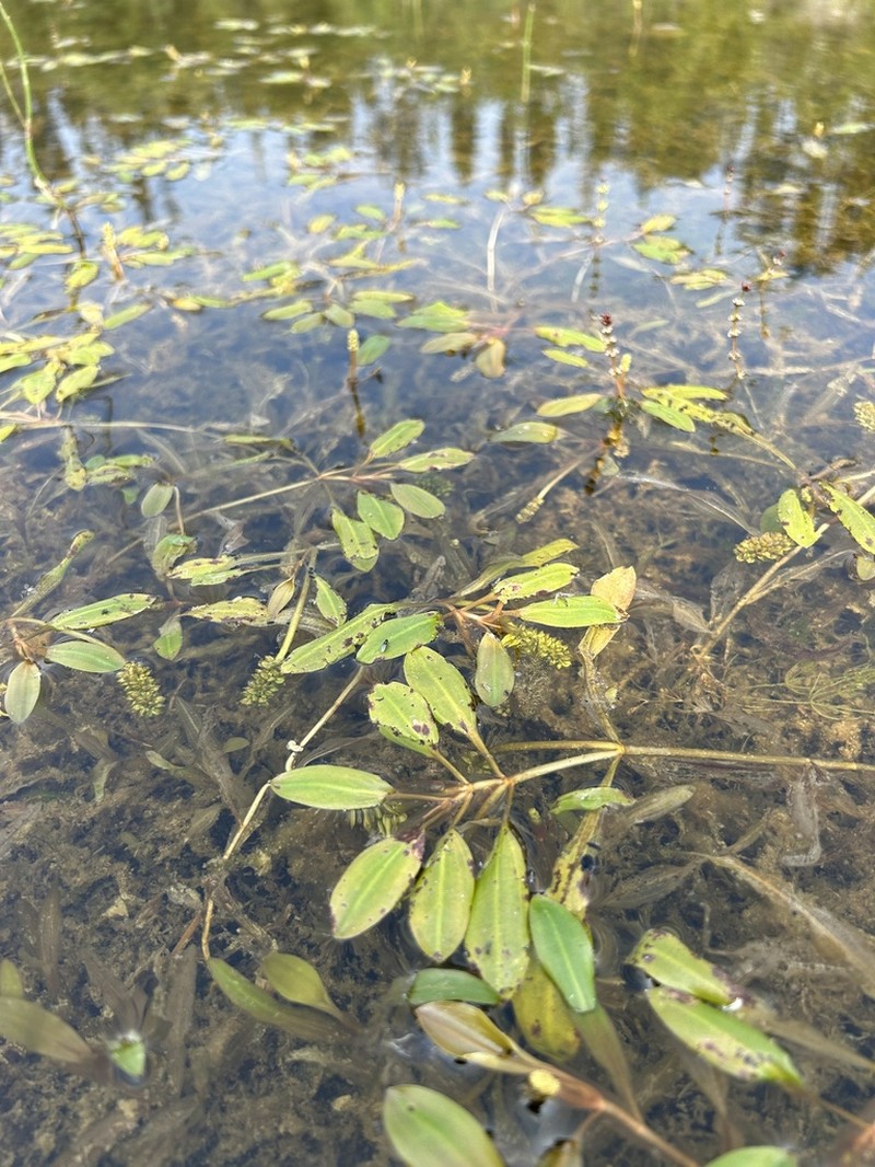 Variableleaf Pondweed photo 6