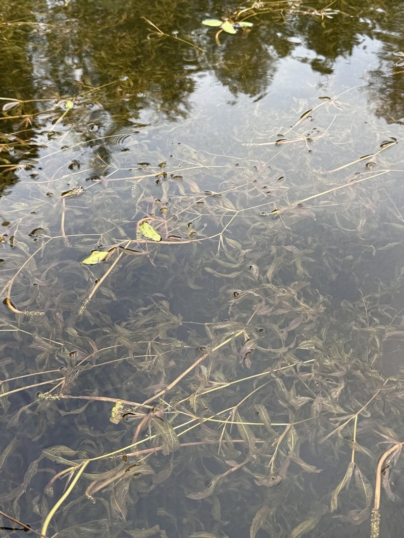 Variableleaf Pondweed photo 7