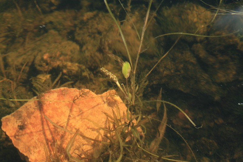 Variableleaf Pondweed photo 8