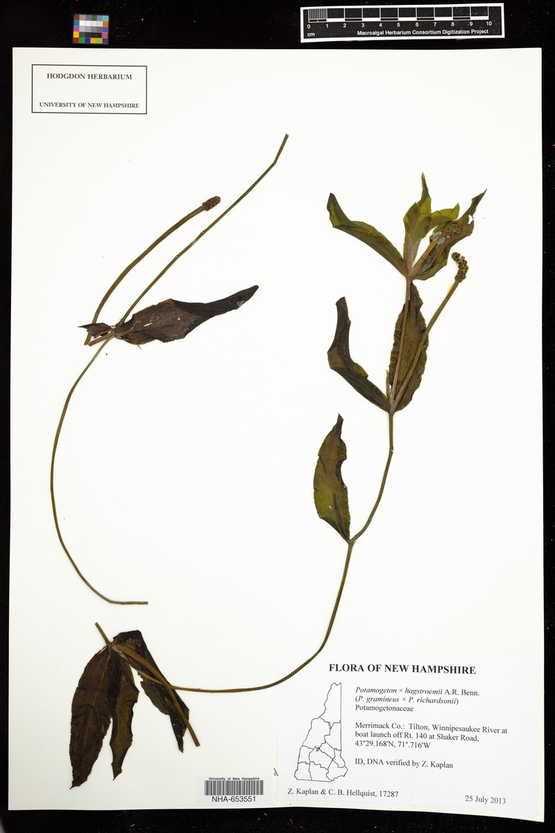 Pondweed