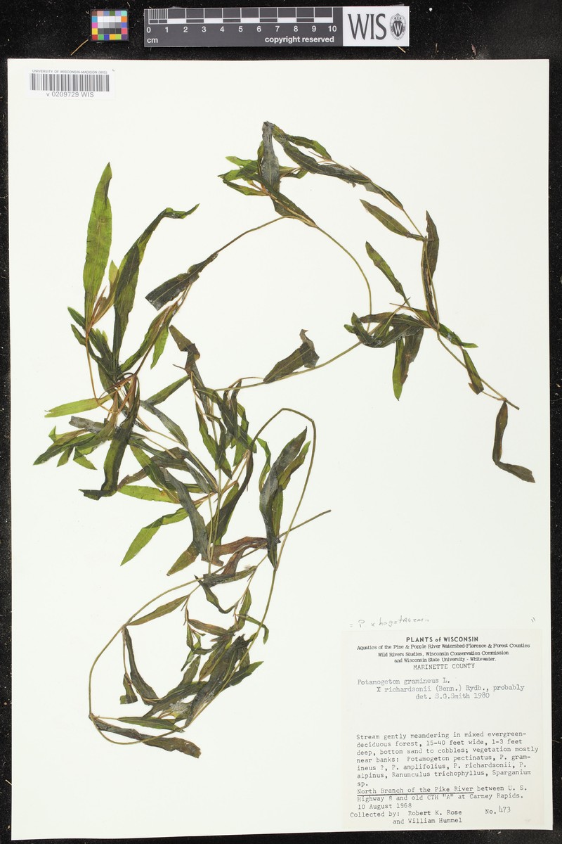 Pondweed photo 2