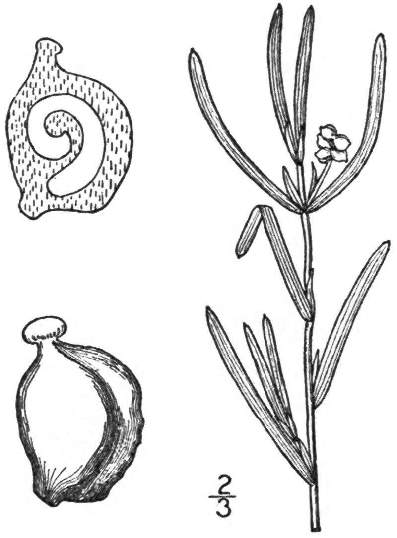 Hill's Pondweed
