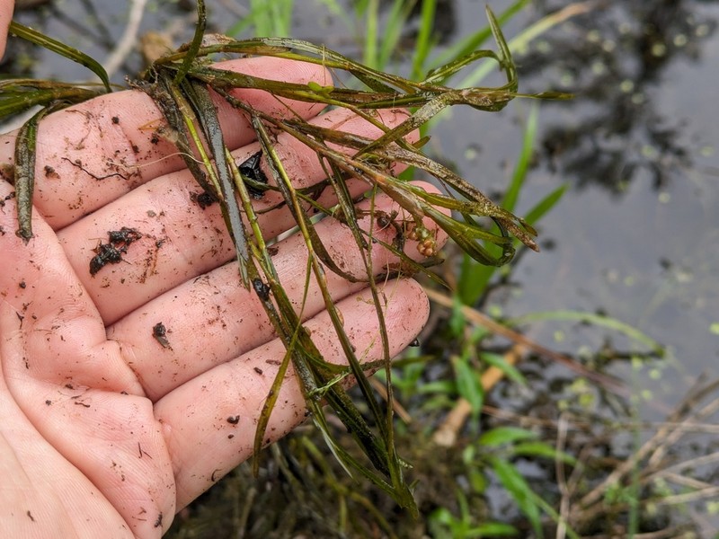 Hill's Pondweed photo 3