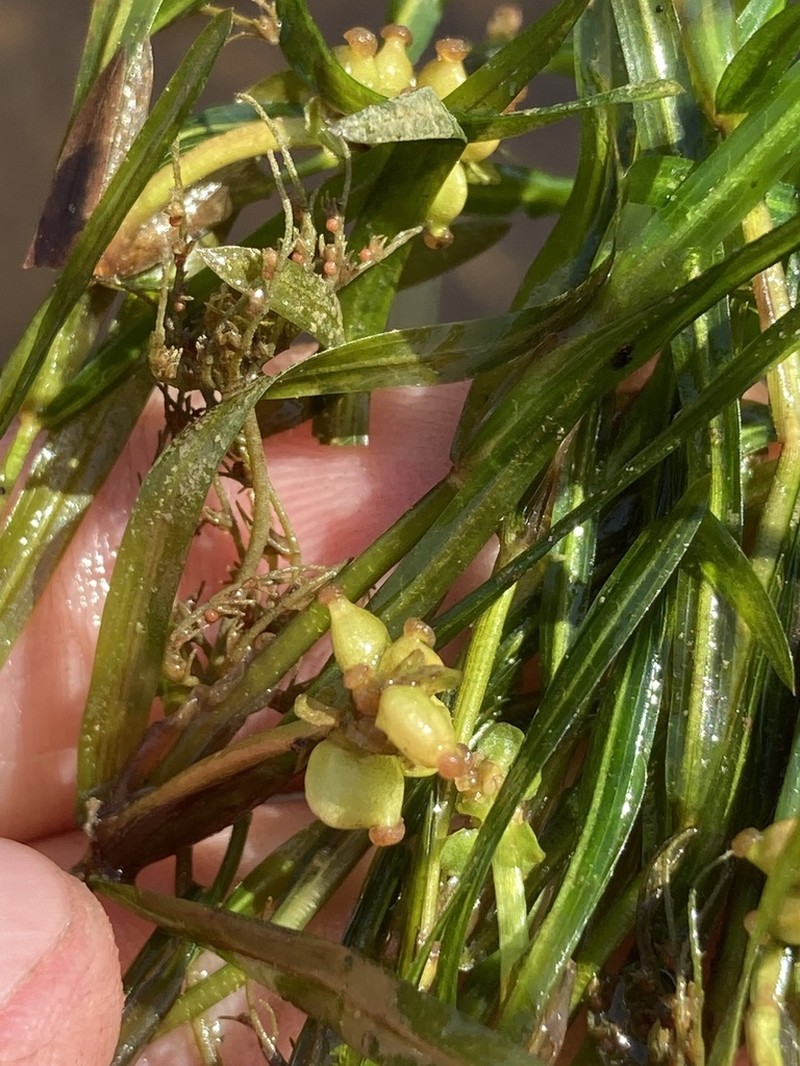 Hill's Pondweed photo 4