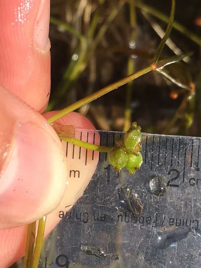 Hill's Pondweed photo 5