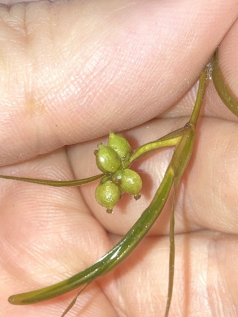 Hill's Pondweed photo 6