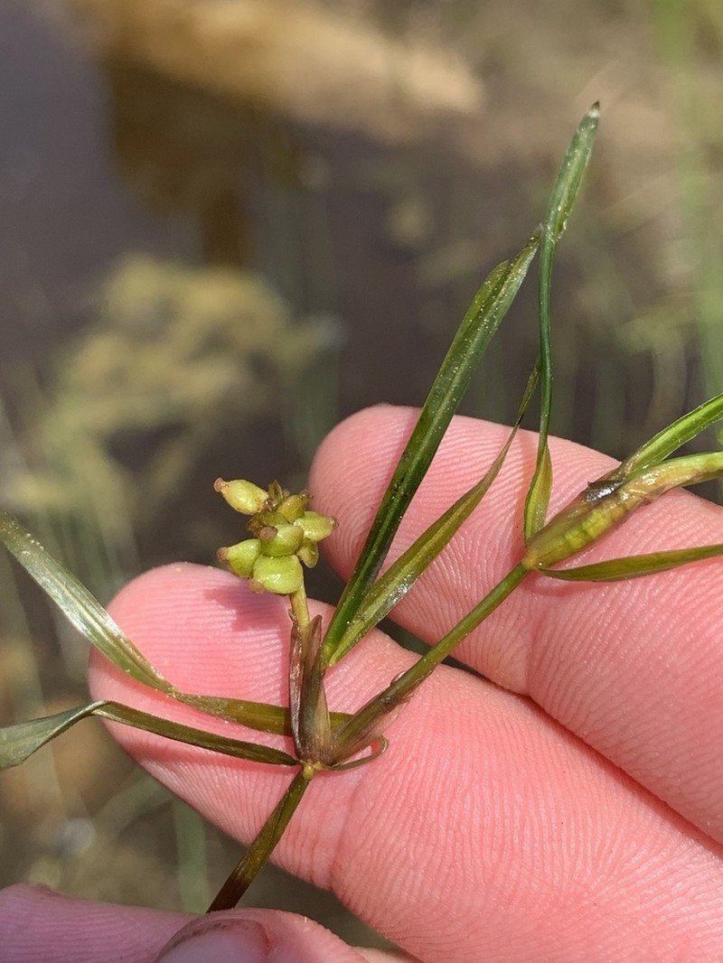 Hill's Pondweed photo 7