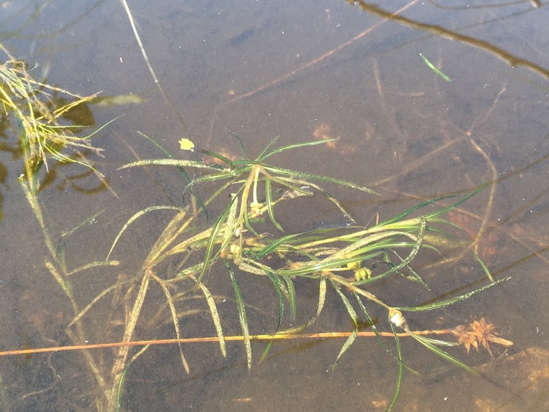 Hill's Pondweed photo 8