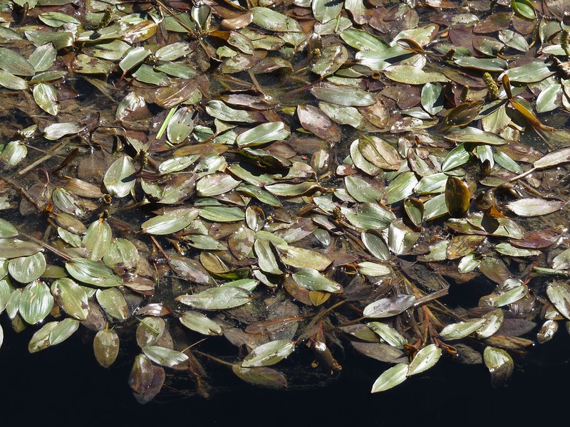 Illinois Pondweed