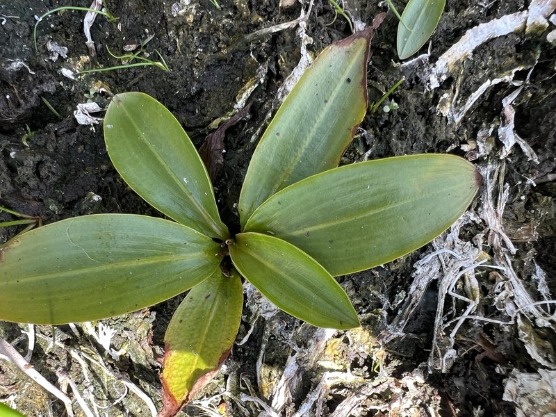 Illinois Pondweed photo 2