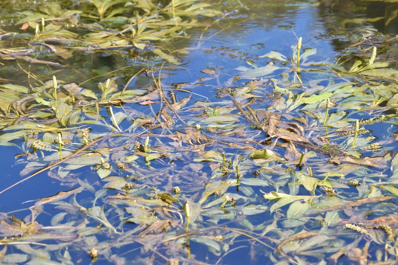 Illinois Pondweed photo 3