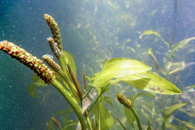 Illinois Pondweed photo 6