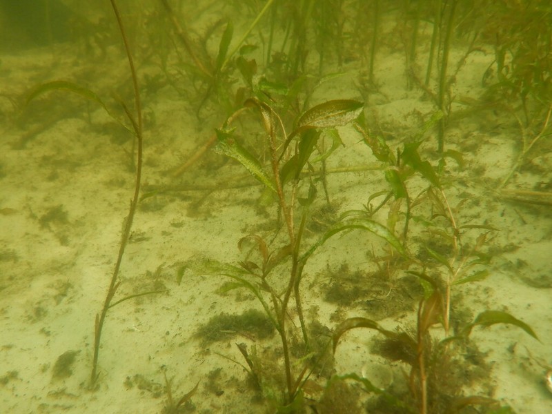 Illinois Pondweed photo 8