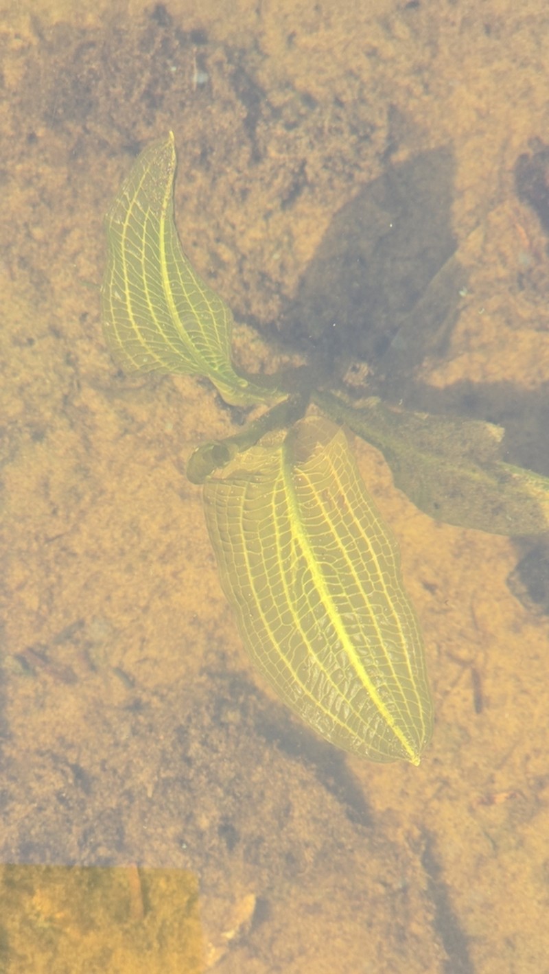 Pondweed