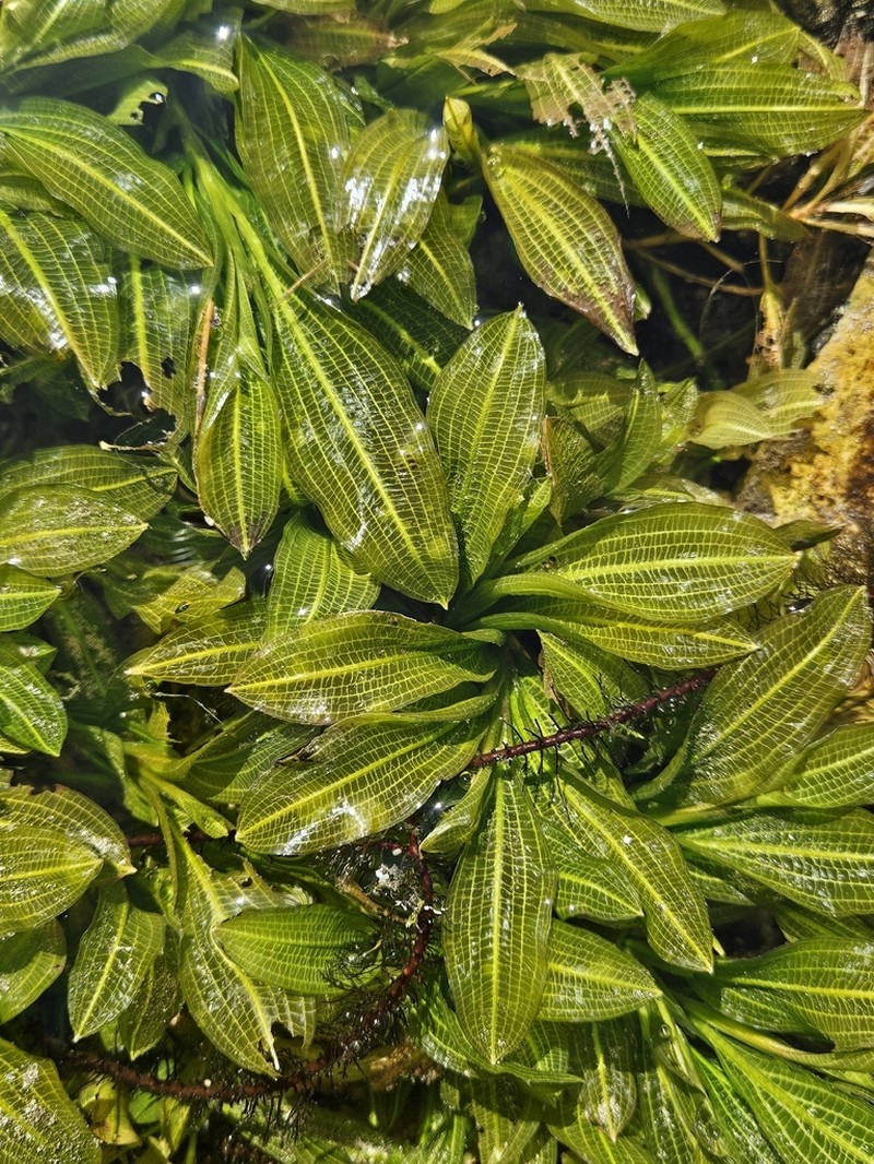 Pondweed photo 4