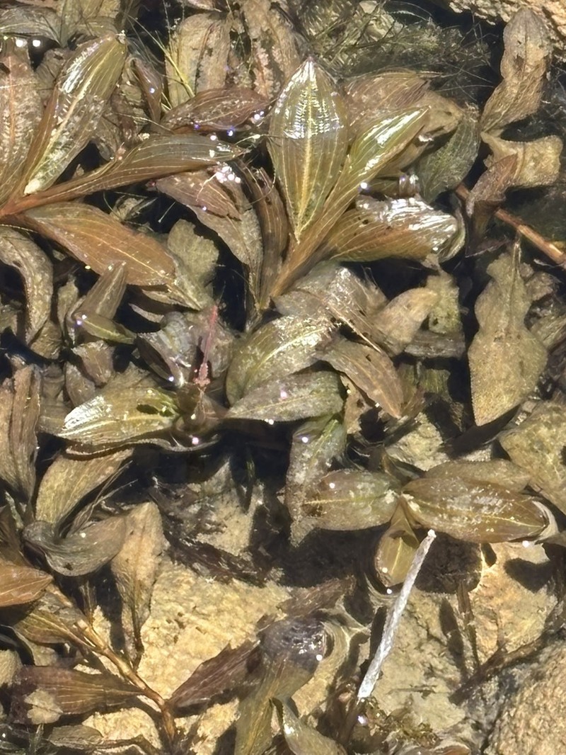 Pondweed photo 5