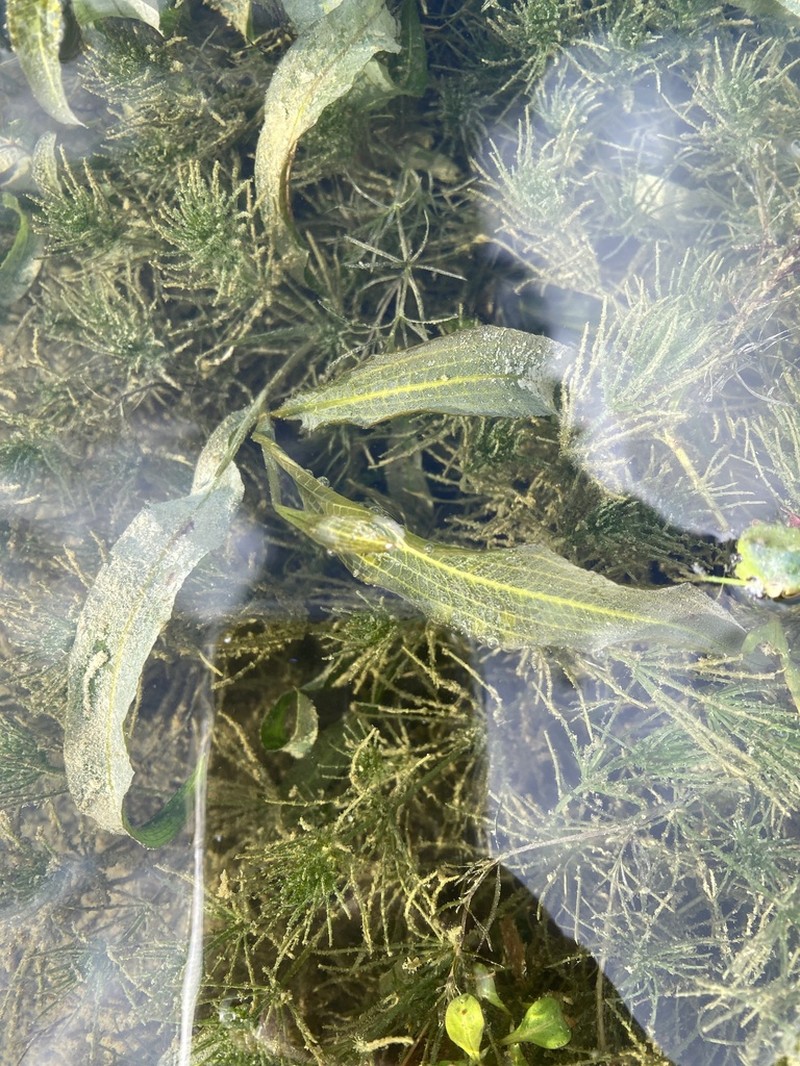 Pondweed photo 7