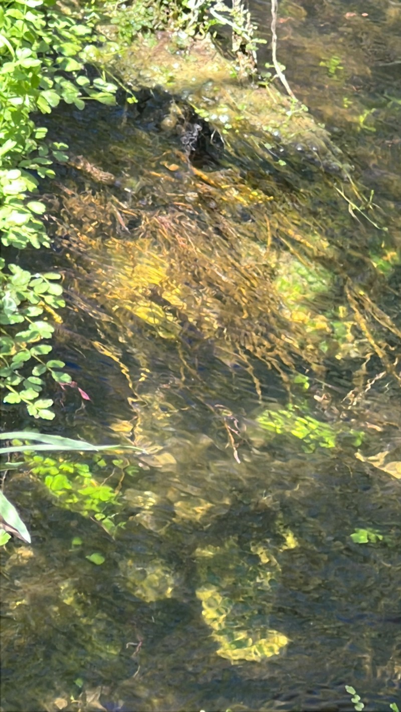 Potamogeton montezumawellensis