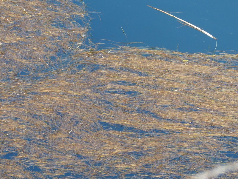 Potamogeton montezumawellensis photo 2