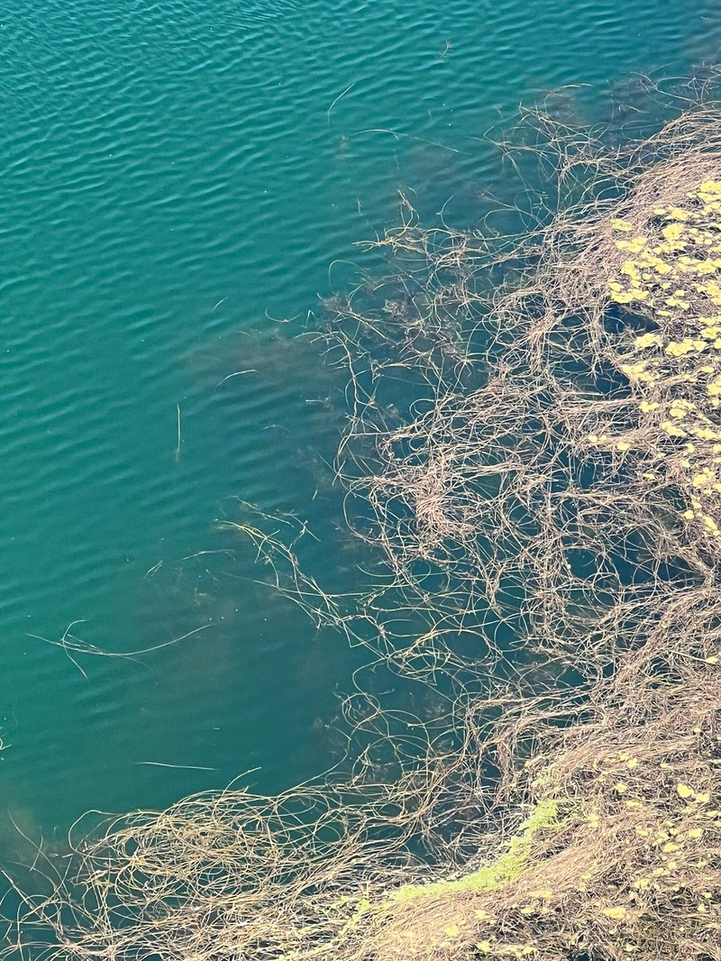 Potamogeton montezumawellensis photo 4