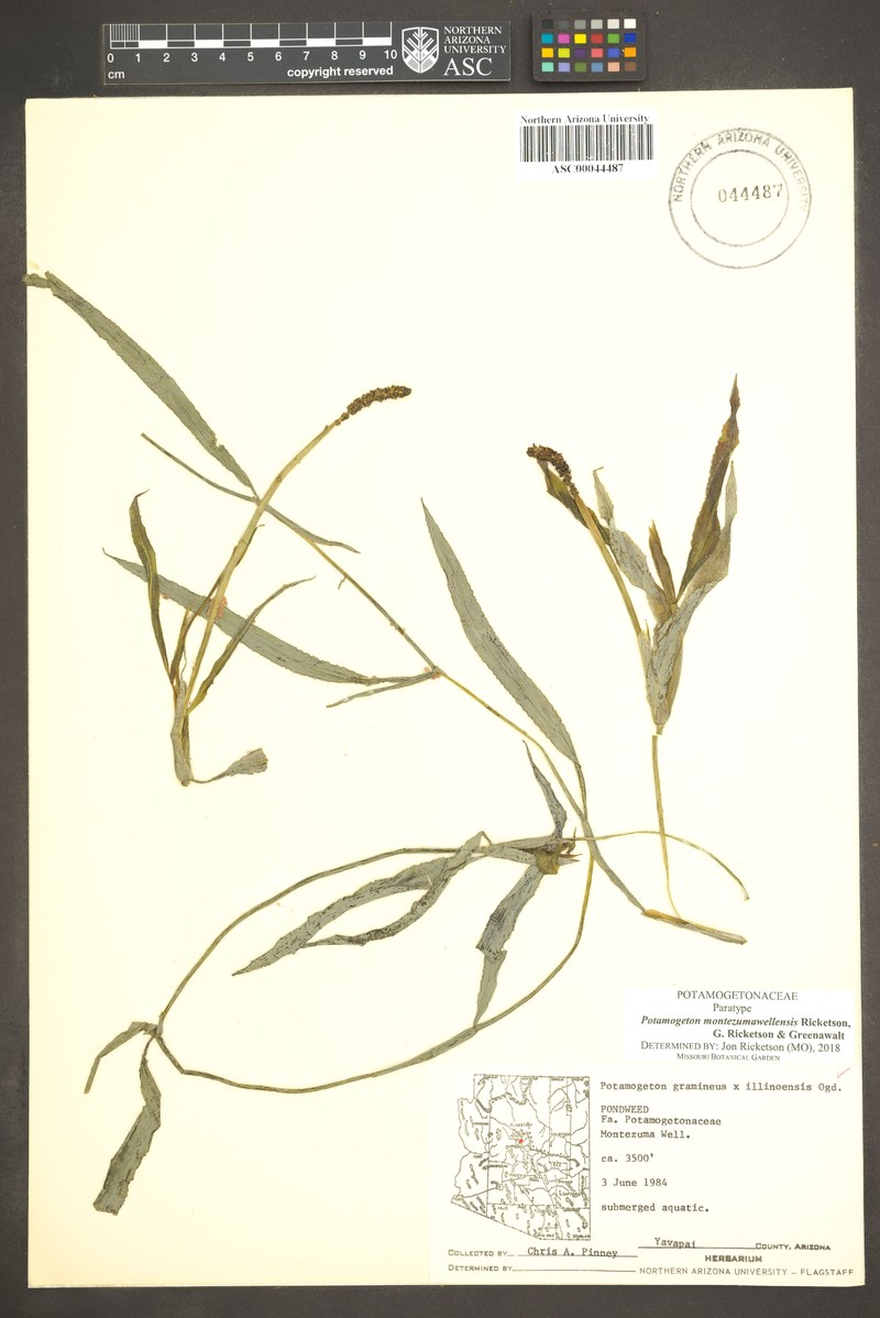 Potamogeton montezumawellensis photo 8