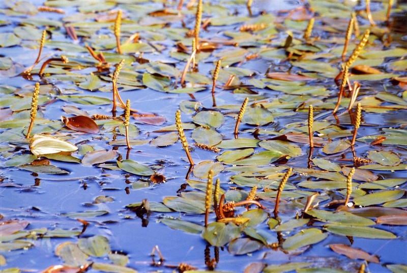 Floating Pondweed