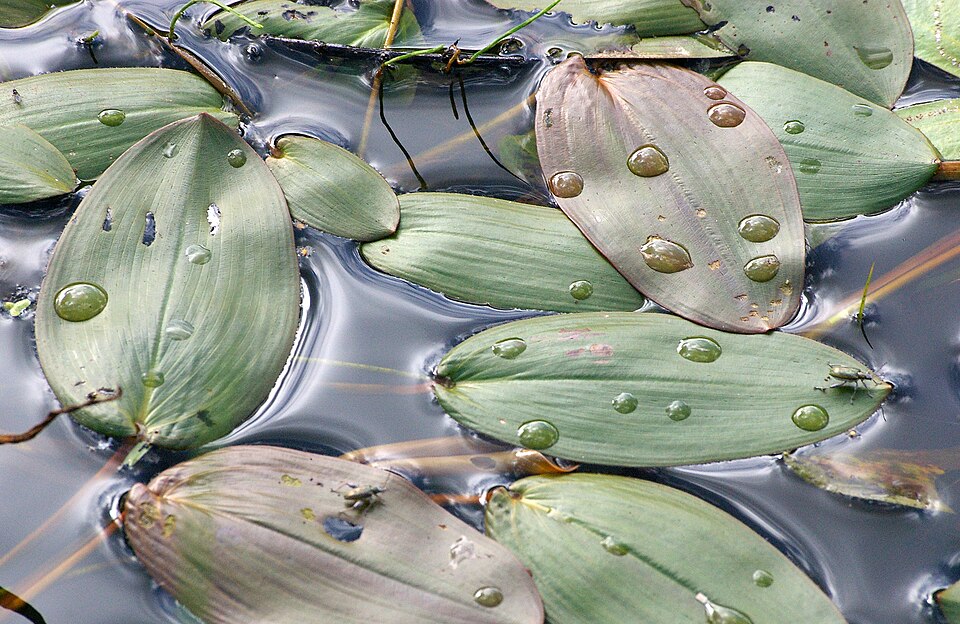 Floating Pondweed photo 6