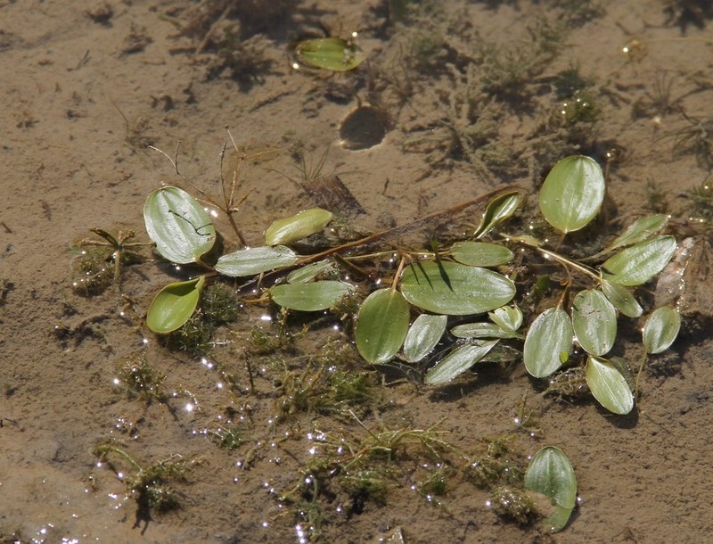 Floating Pondweed photo 3