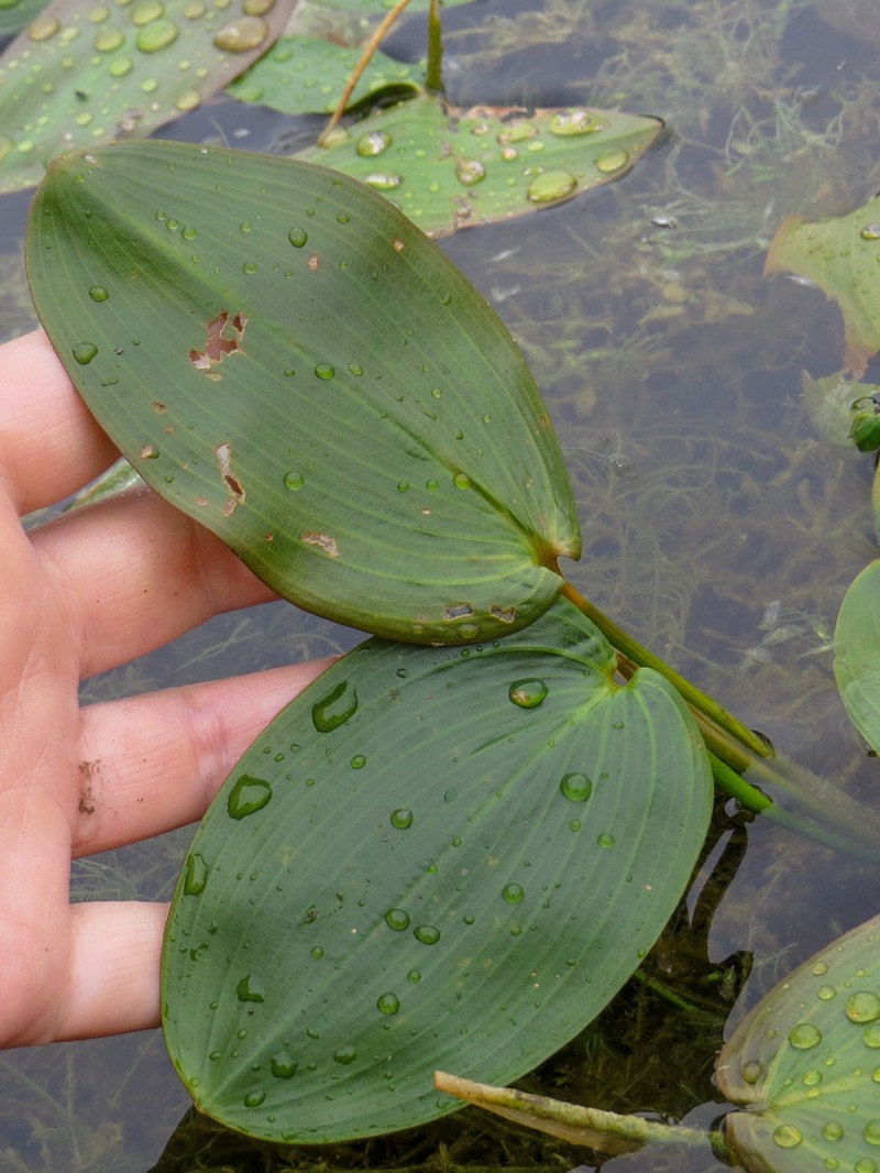 Floating Pondweed photo 4