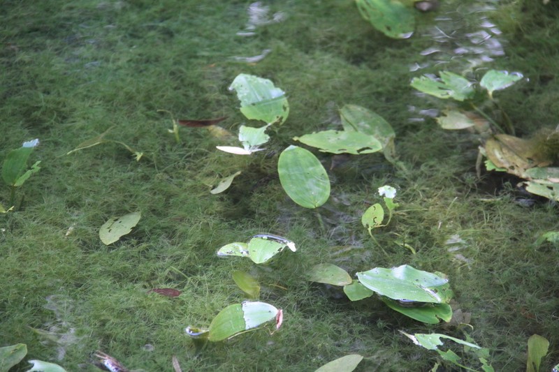 Floating Pondweed photo 5