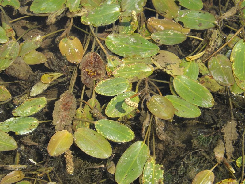 Floating Pondweed photo 6
