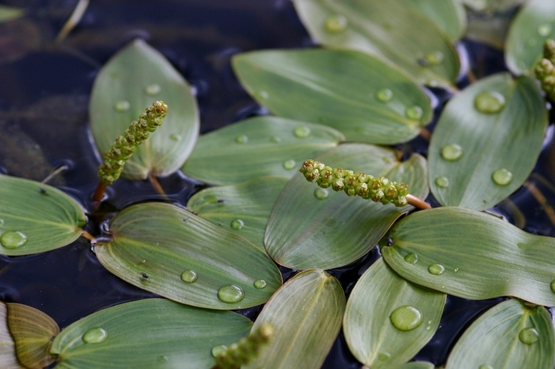 Floating Pondweed photo 7
