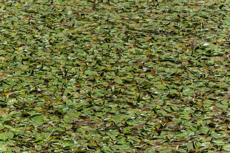 Longleaf Pondweed photo 2