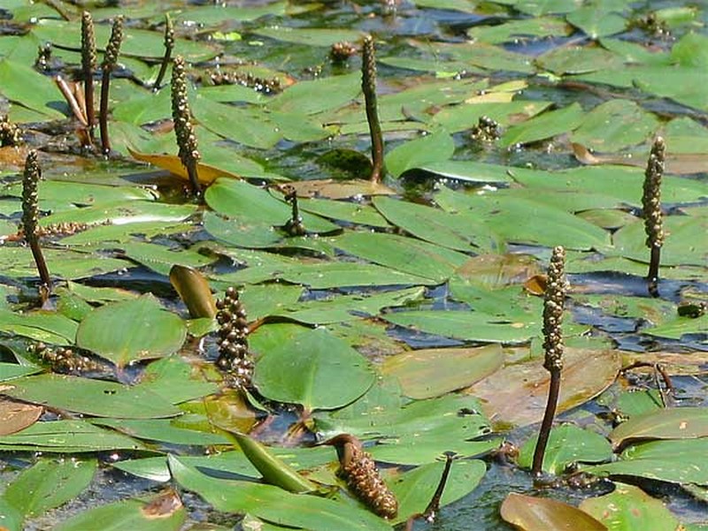Longleaf Pondweed photo 7