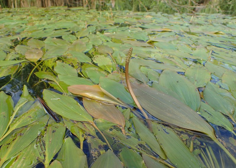 Longleaf Pondweed
