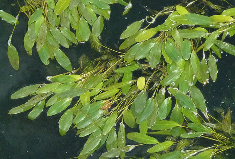 Longleaf Pondweed photo 8
