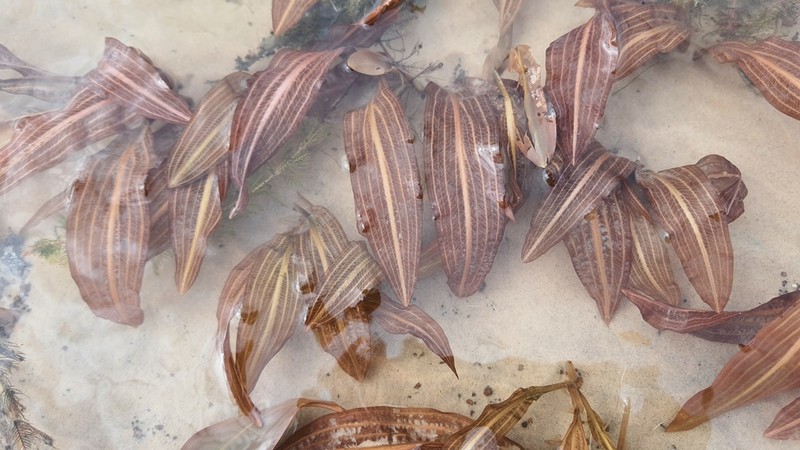 Tropical Pondweed photo 2