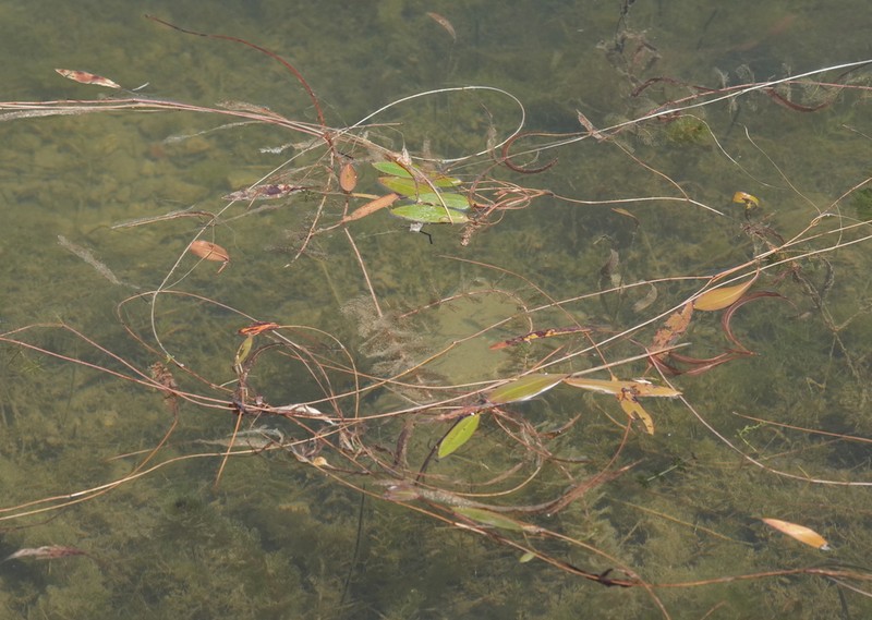 Tropical Pondweed photo 4