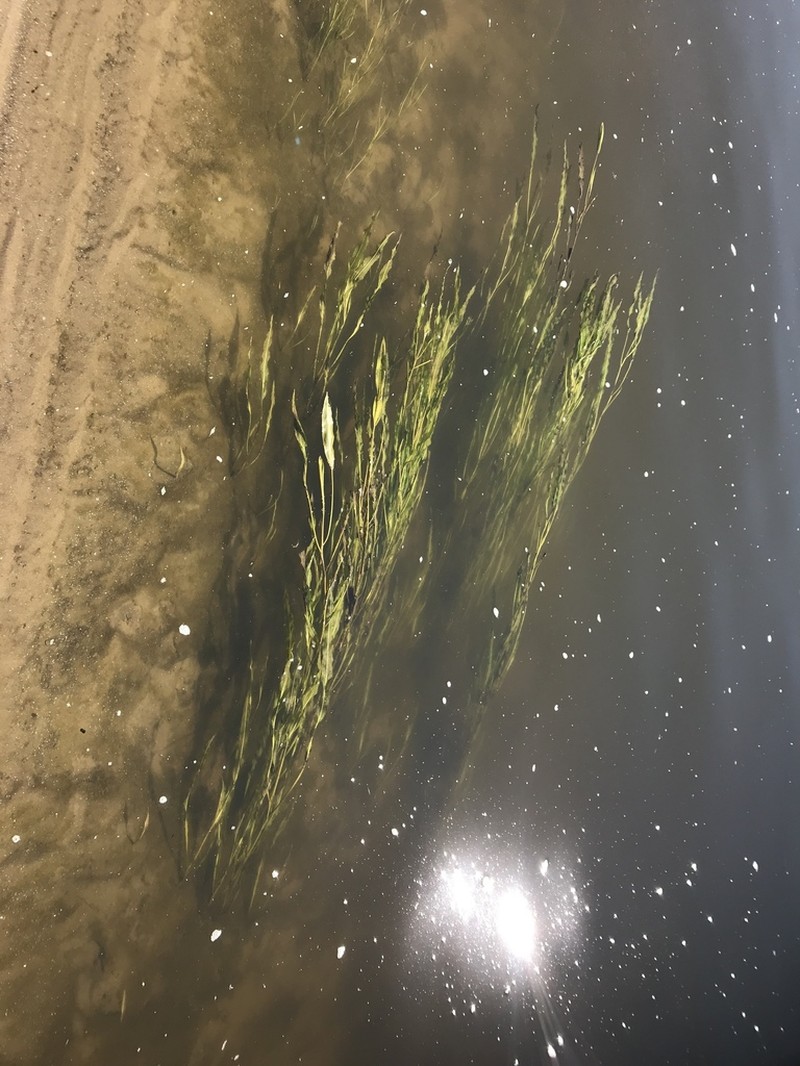 Tropical Pondweed photo 6