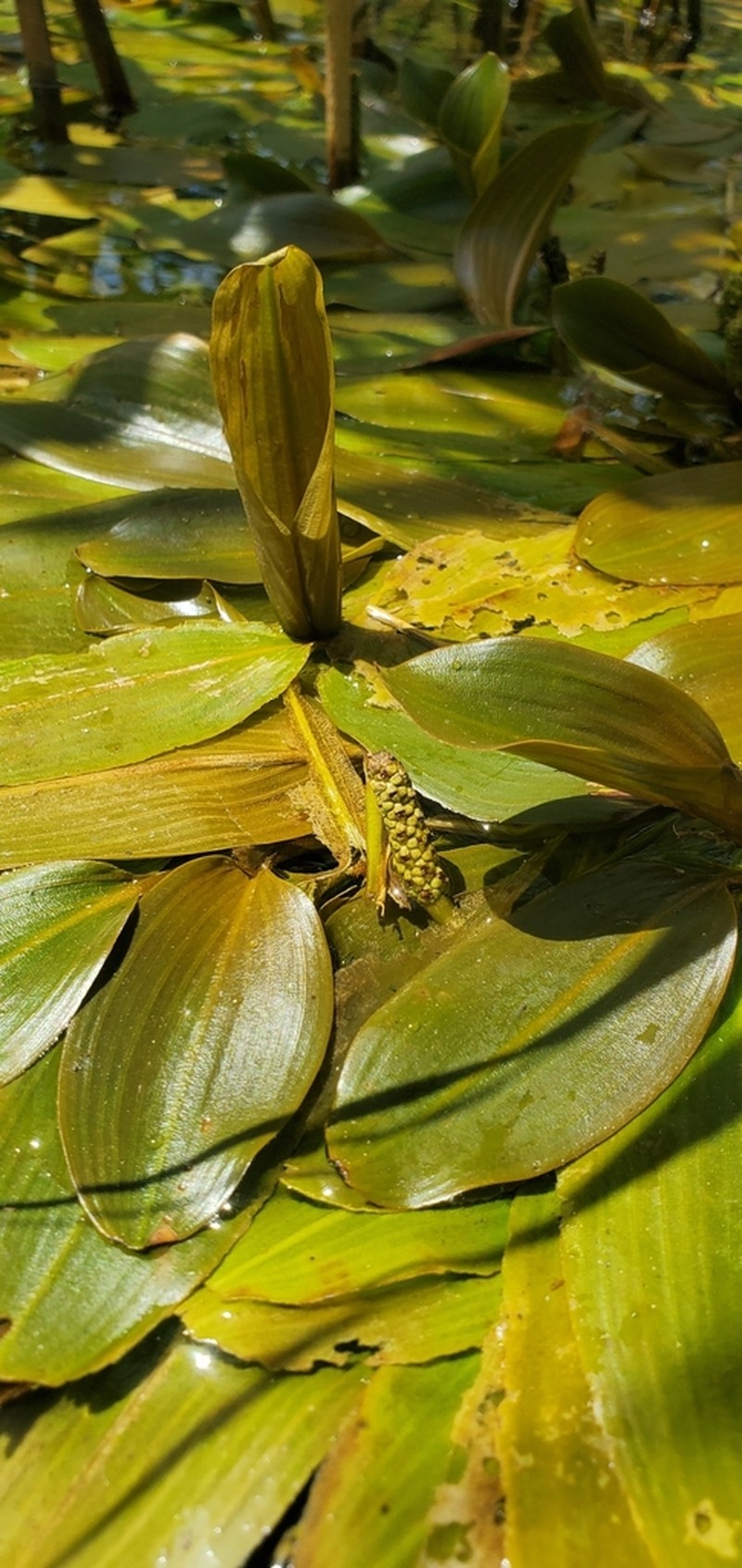 Tropical Pondweed photo 7