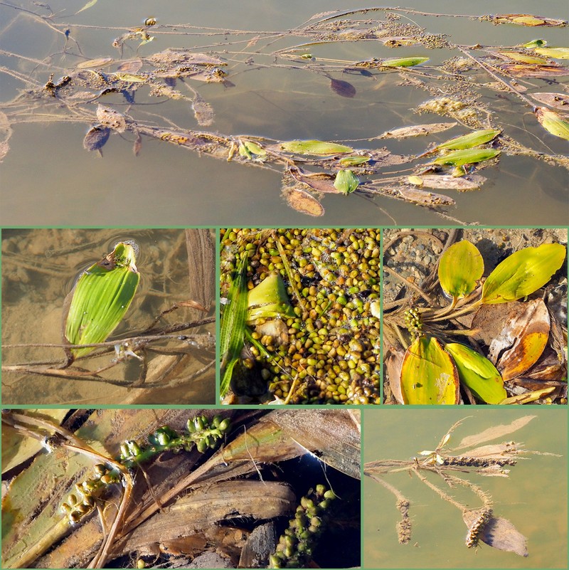 Longleaf Pondweed photo 3