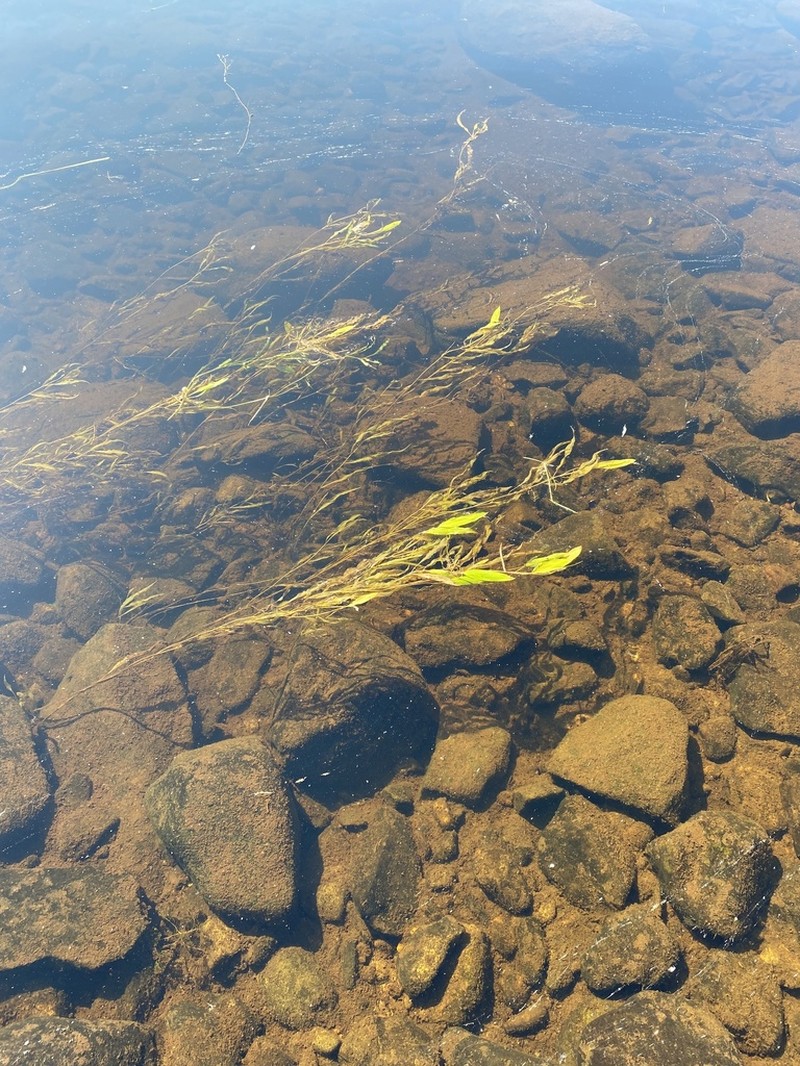 Longleaf Pondweed photo 5