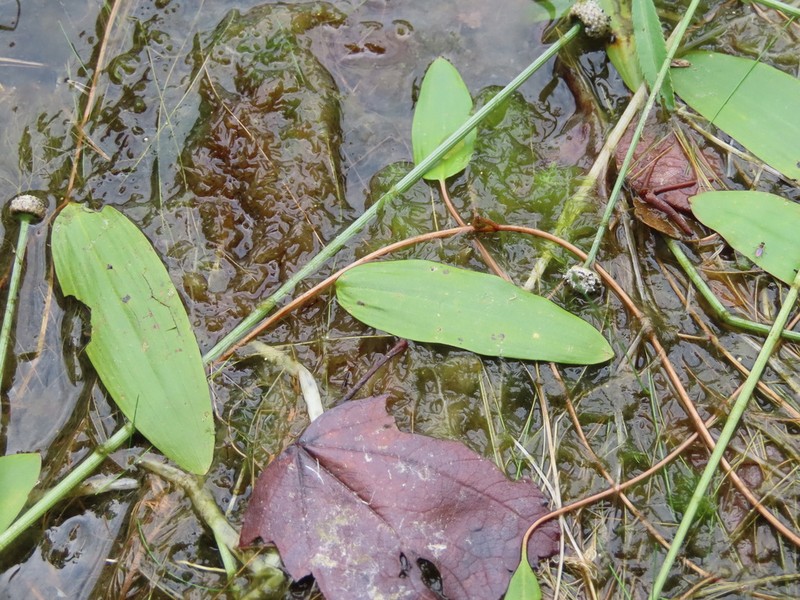 Oakes' Pondweed