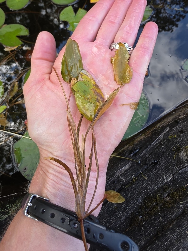 Oakes' Pondweed photo 2